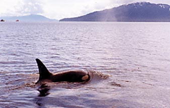 Alaska Sport Haven Whale watching